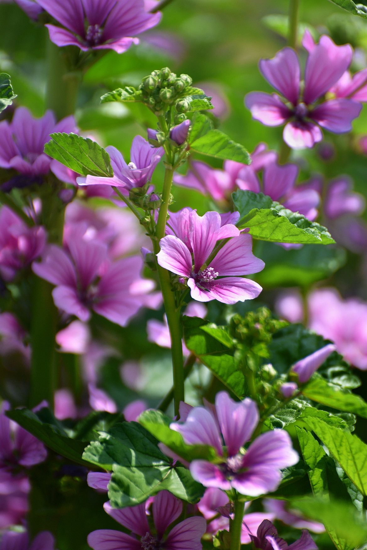 粉红锦葵叶繁花茂