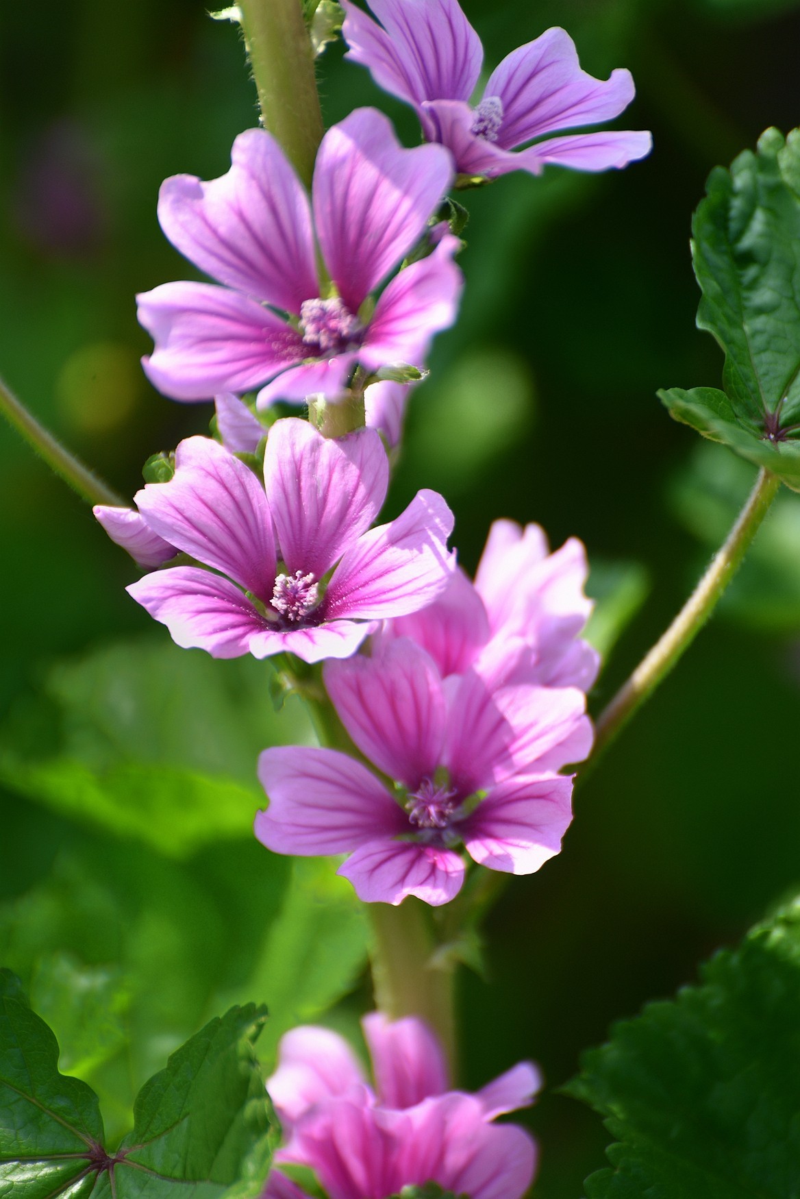 粉红锦葵叶繁花茂