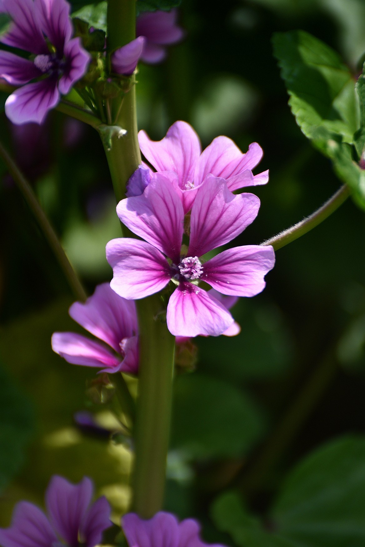 粉红锦葵叶繁花茂