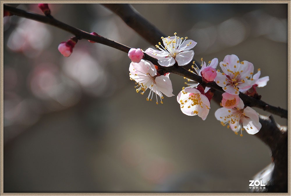 桃花紅杏花白