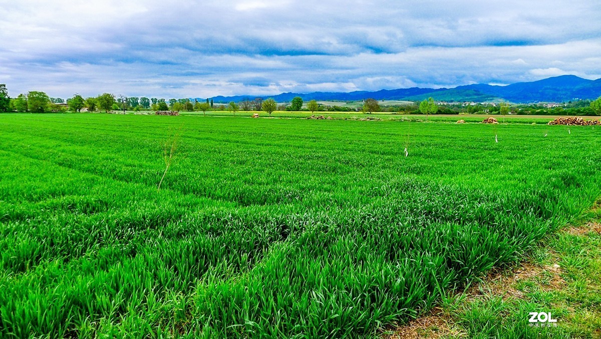 携"莱茵冲击平原"拜望"燕赵大平原"--祝师友安好!拍摄愉快!