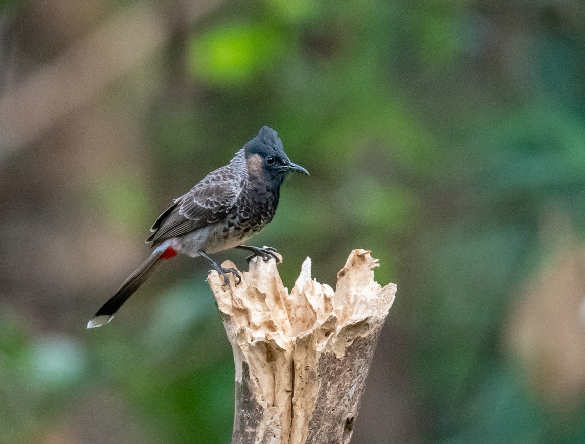 红屁股的黑脸汉《黑喉红臀鹎》