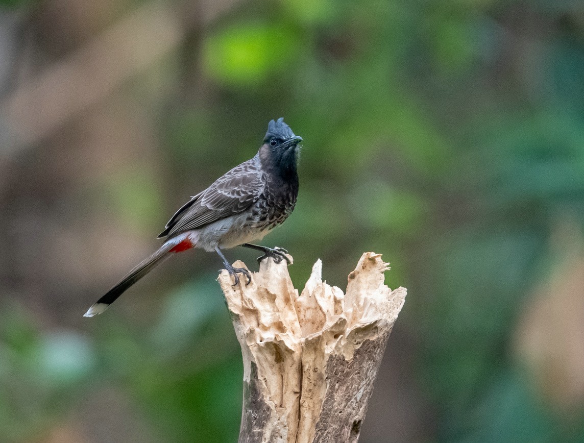 红屁股的黑脸汉《黑喉红臀鹎》