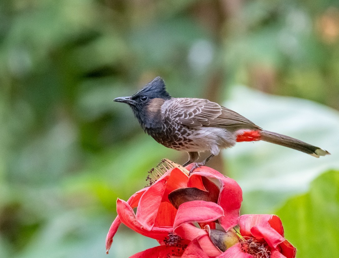 红屁股的黑脸汉《黑喉红臀鹎》