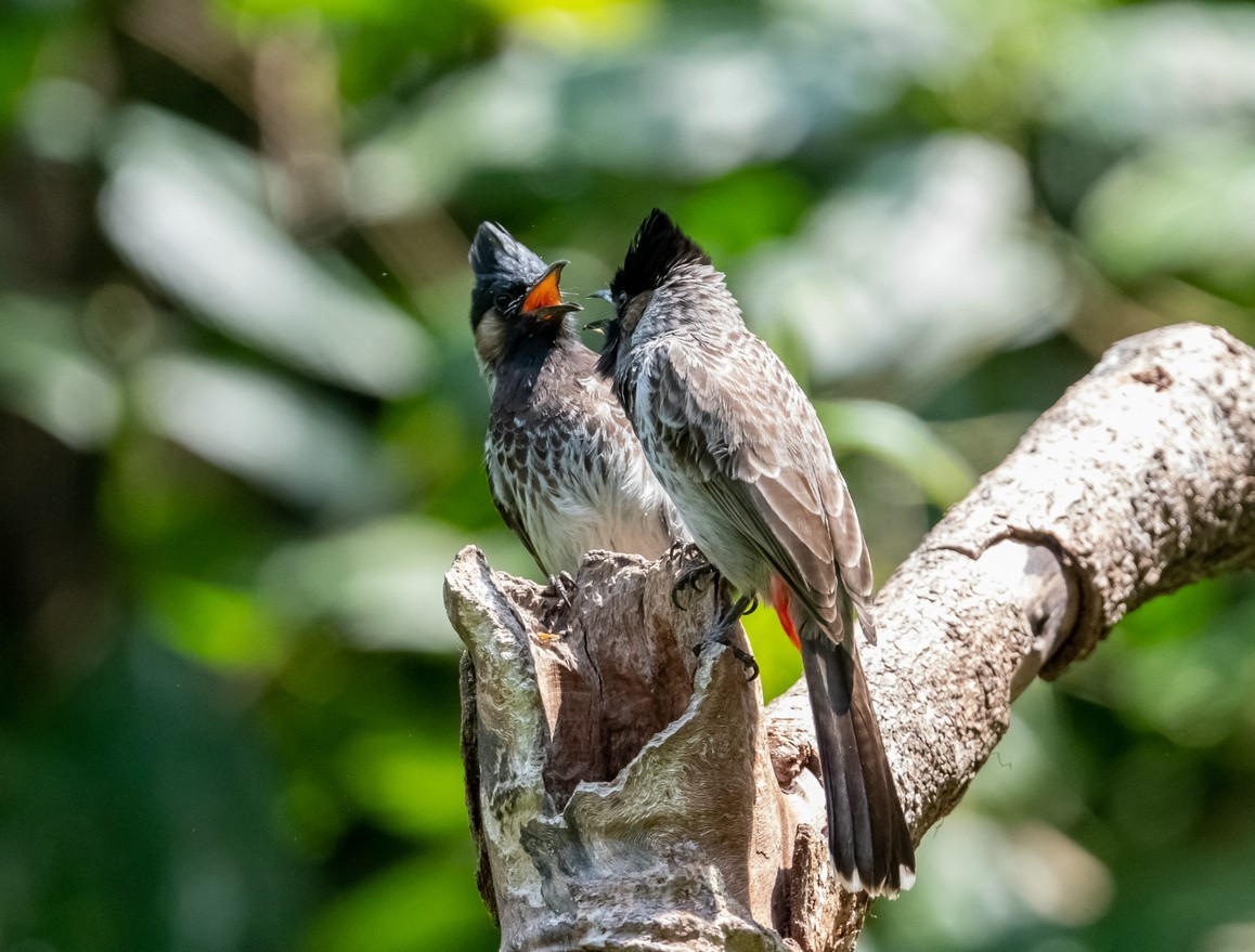红屁股的黑脸汉《黑喉红臀鹎》