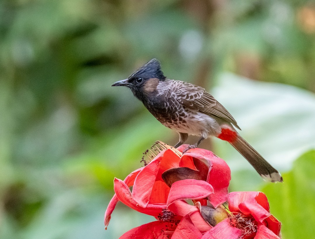 红屁股的黑脸汉《黑喉红臀鹎》