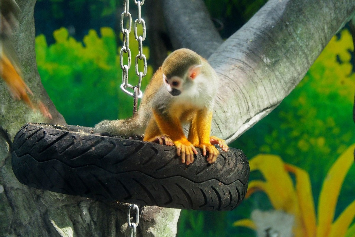 中山紫马岭动物园游拍12