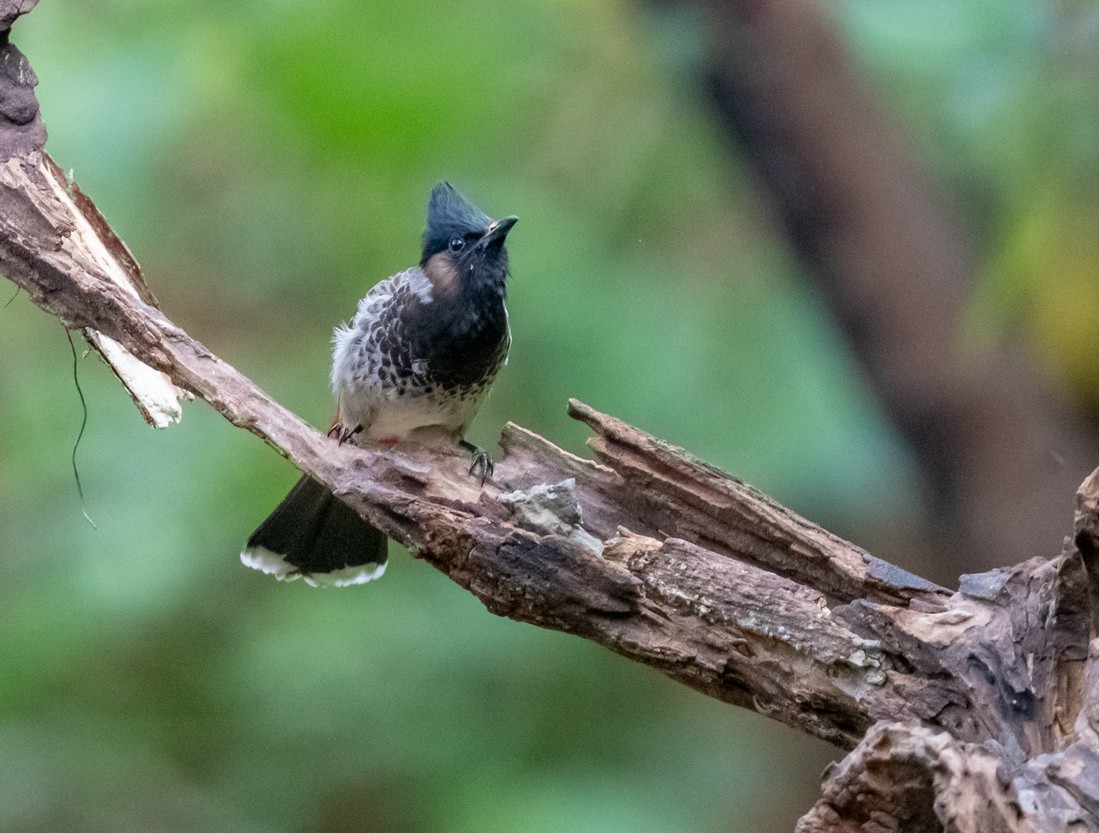 红屁股的黑脸汉《黑喉红臀鹎》