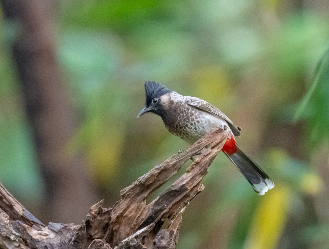 红屁股的黑脸汉《黑喉红臀鹎》