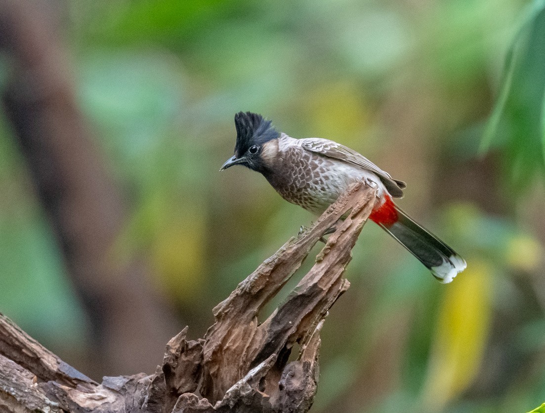 红屁股的黑脸汉《黑喉红臀鹎》