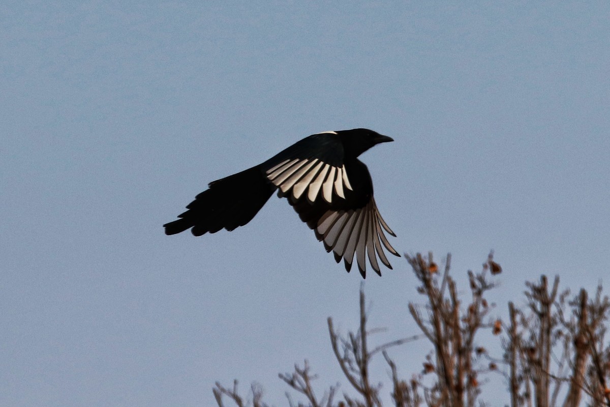 装在半幅机身，“赚”个长焦！