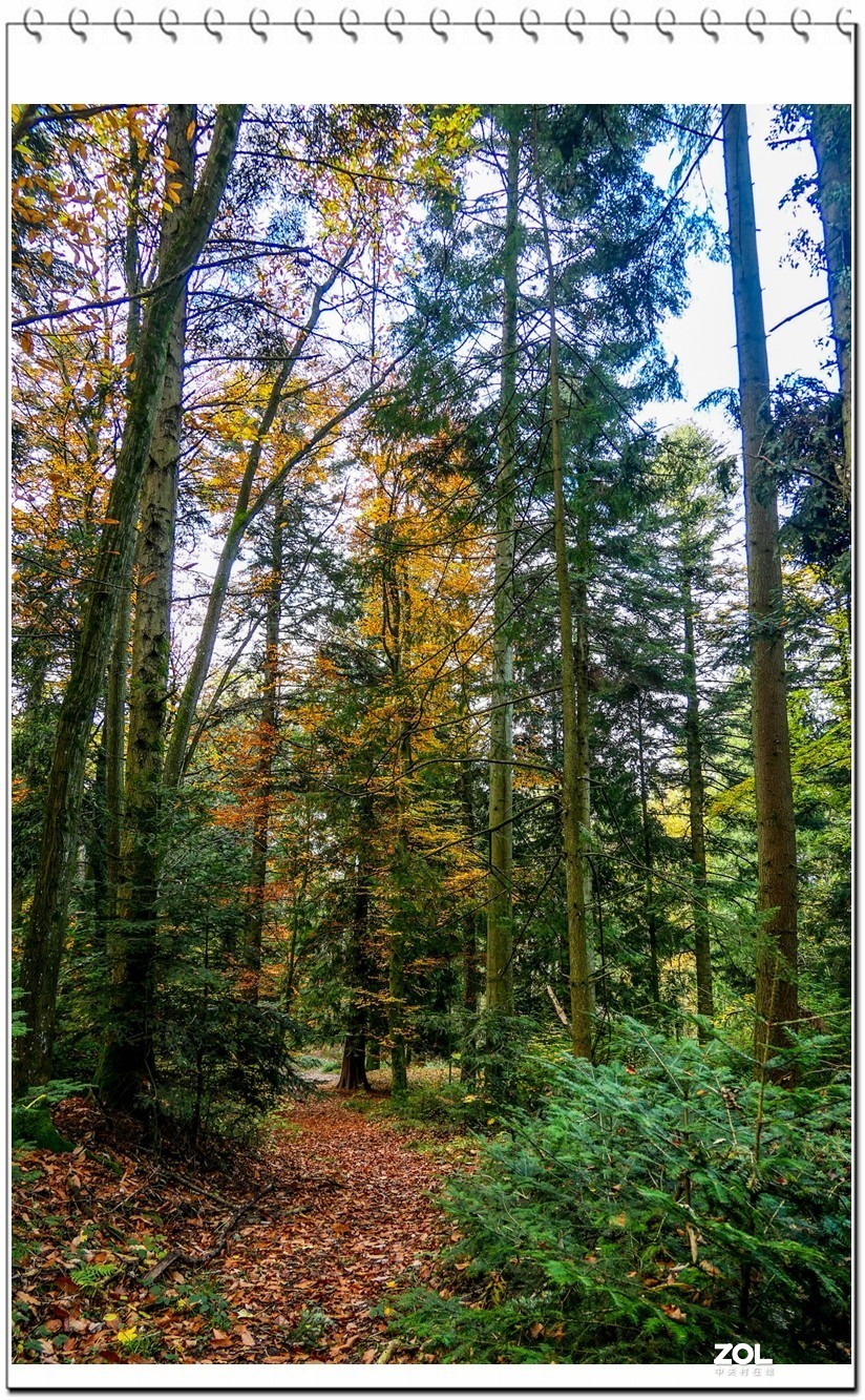 林中赏秋
