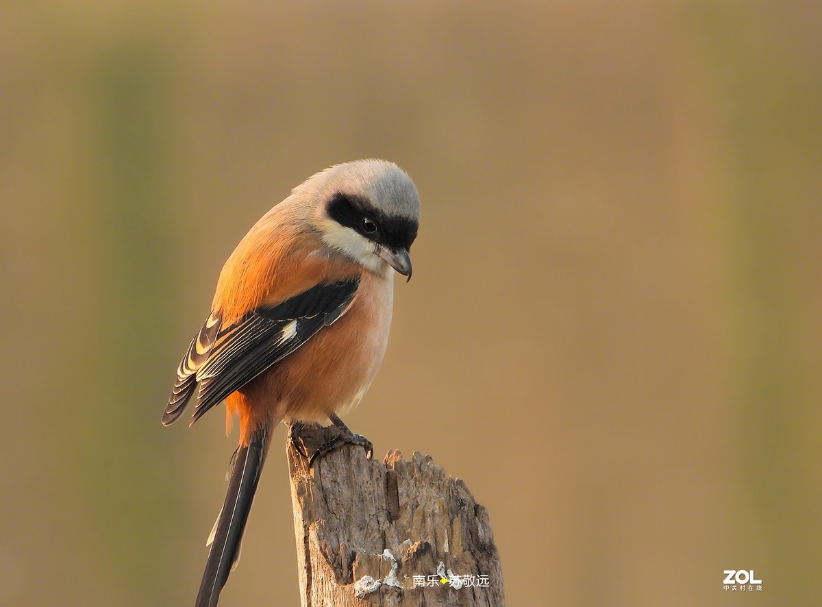 苏敬远用P1000拍摄鸟片（二）