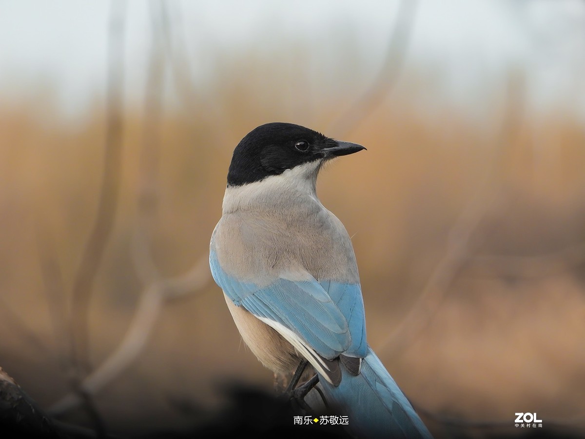 苏敬远用P1000拍摄鸟片（二）