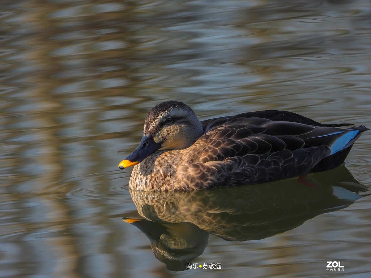 苏敬远用P1000拍摄鸟片（二）