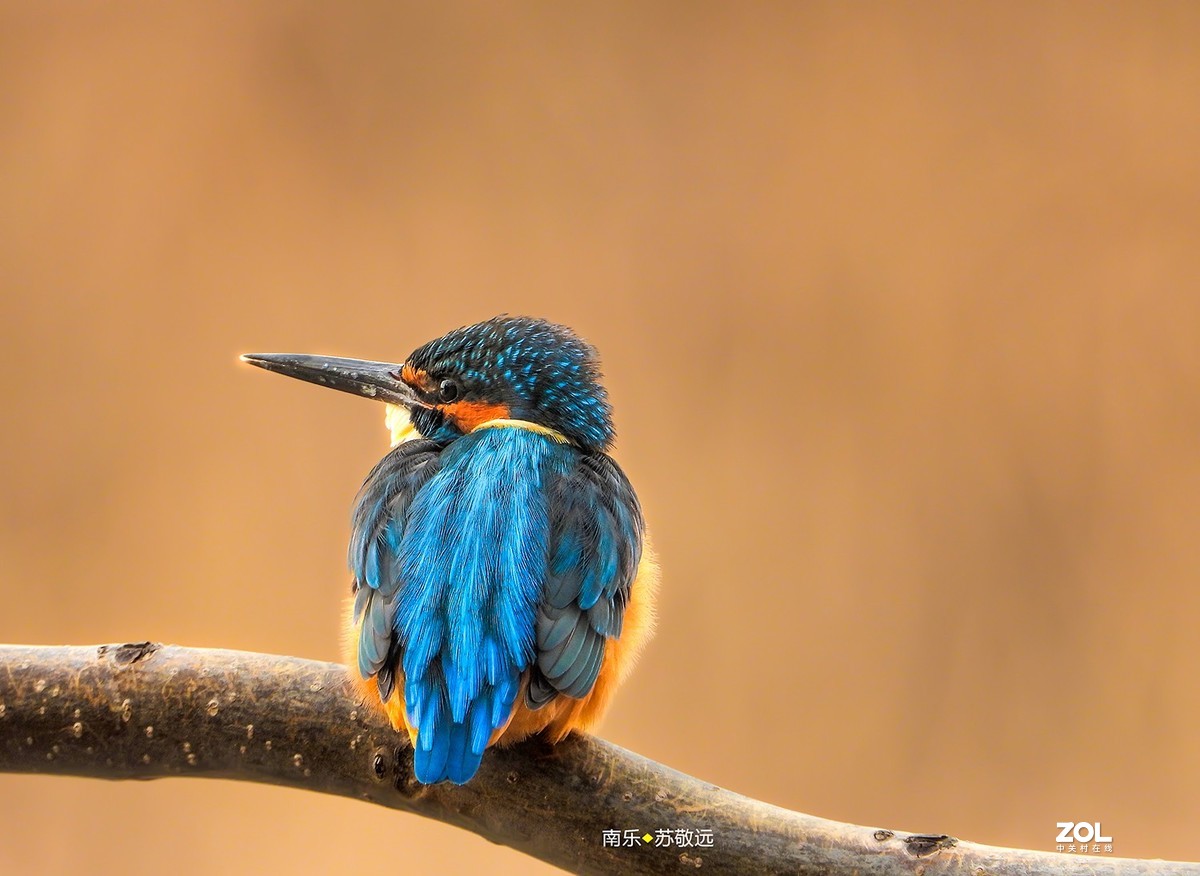 苏敬远用P1000拍摄鸟片（二）