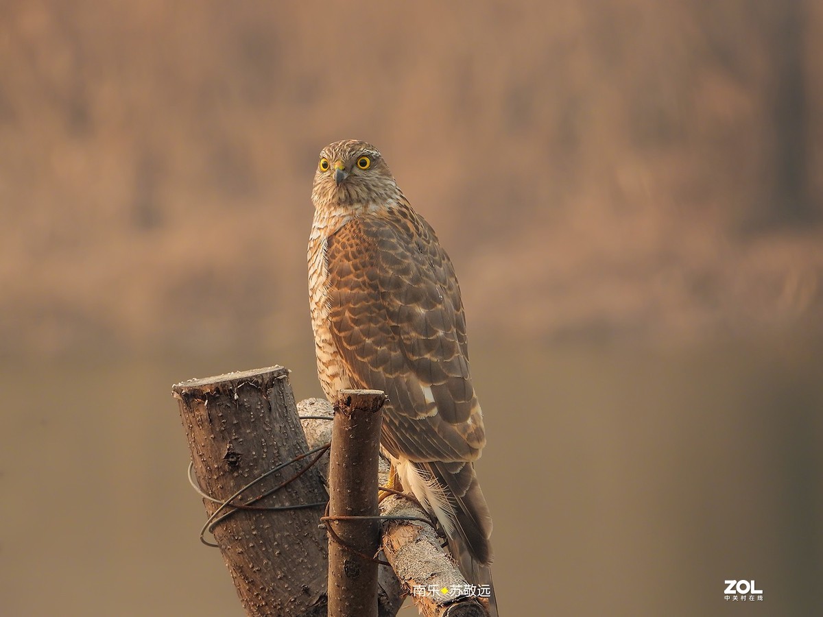 苏敬远用P1000拍摄鸟片（二）