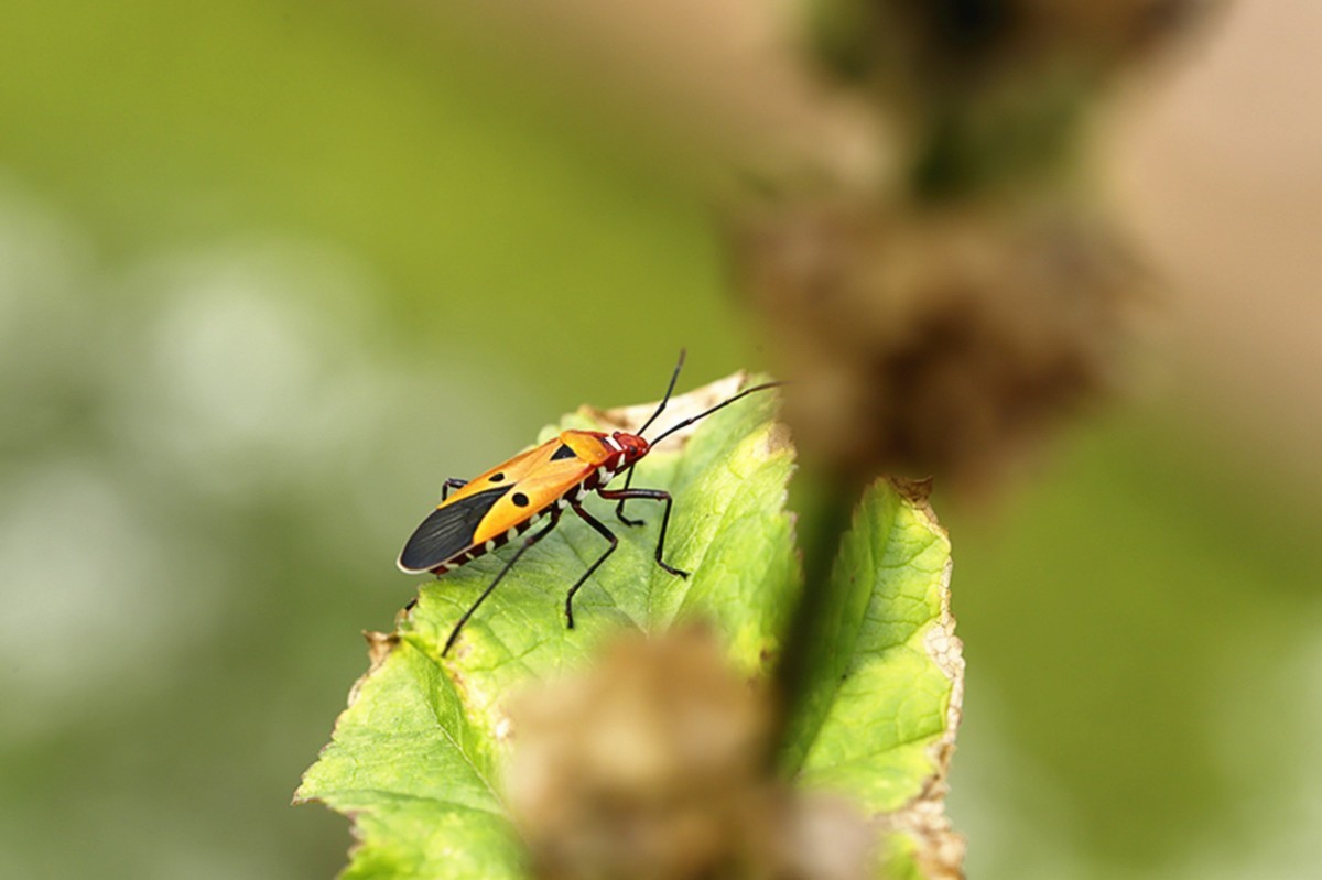 虫趣又见棉红蝽
