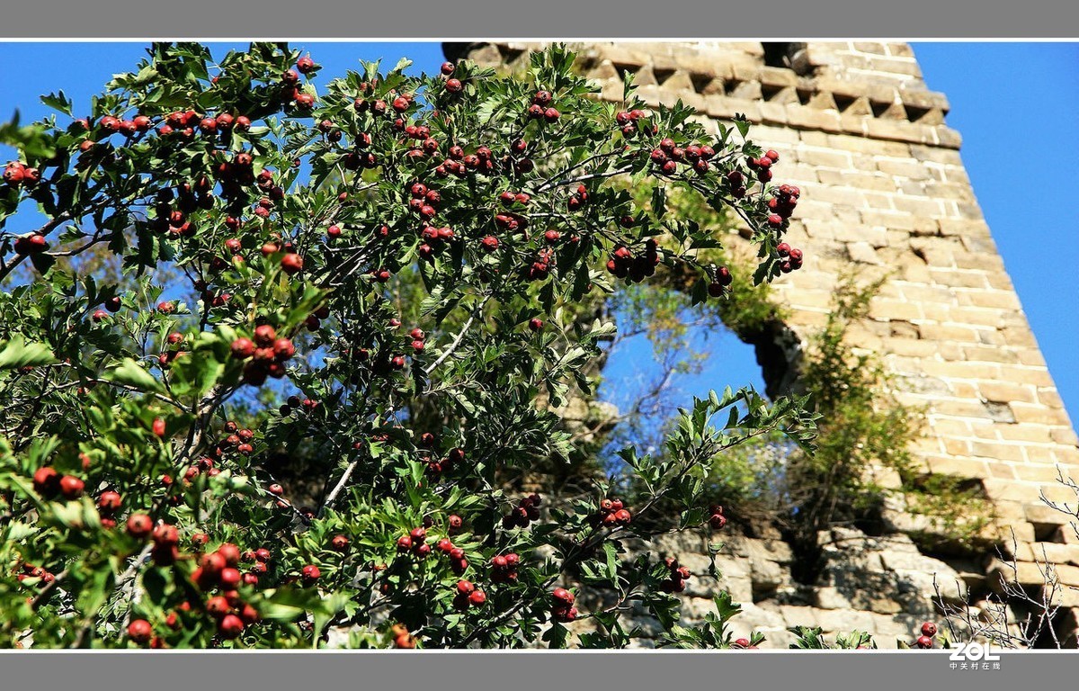 长城脚下“山里红”