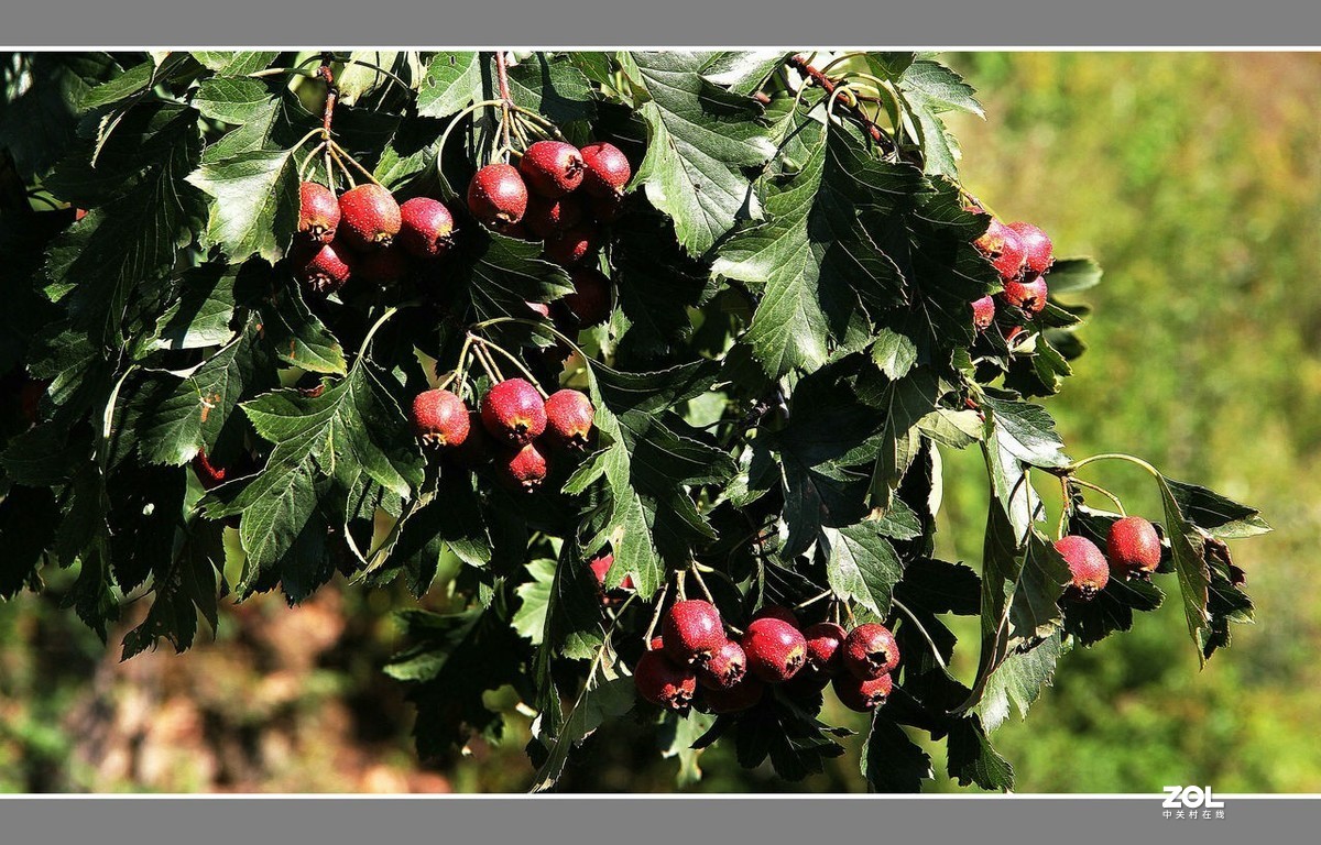 长城脚下“山里红”