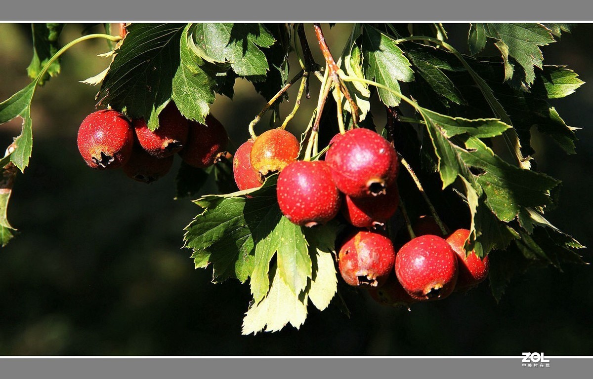 长城脚下“山里红”