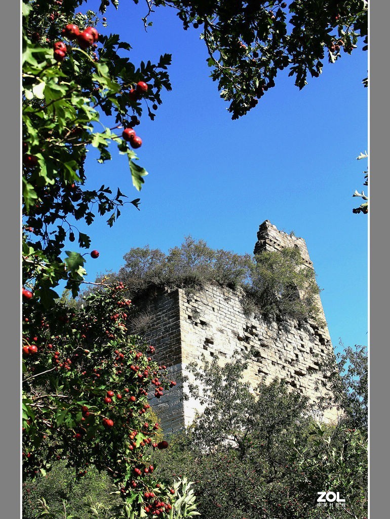 长城脚下“山里红”