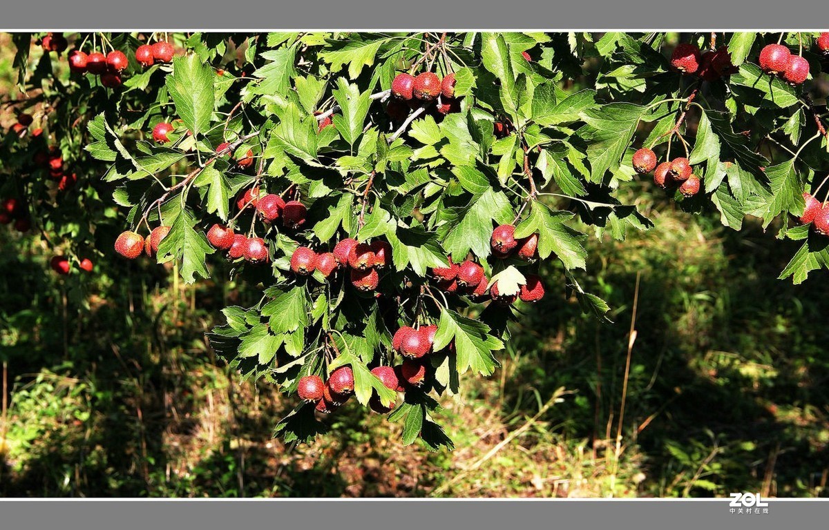 长城脚下“山里红”