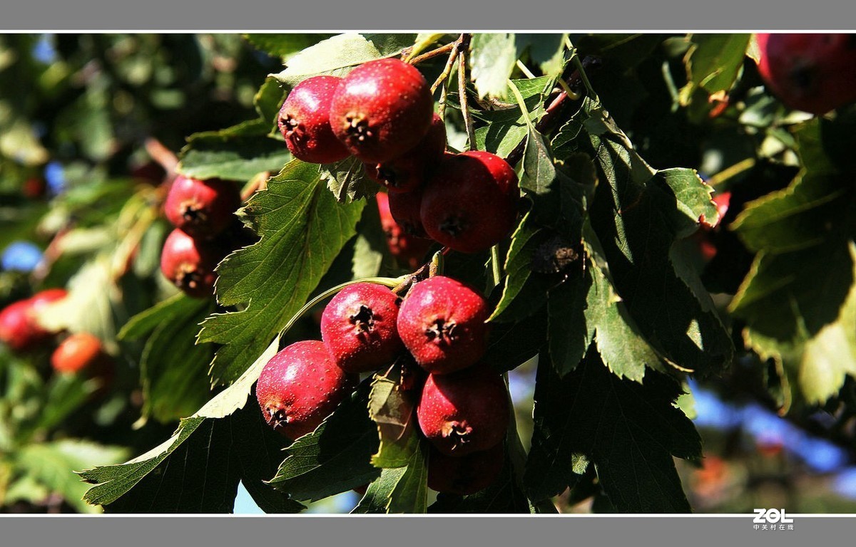 长城脚下“山里红”