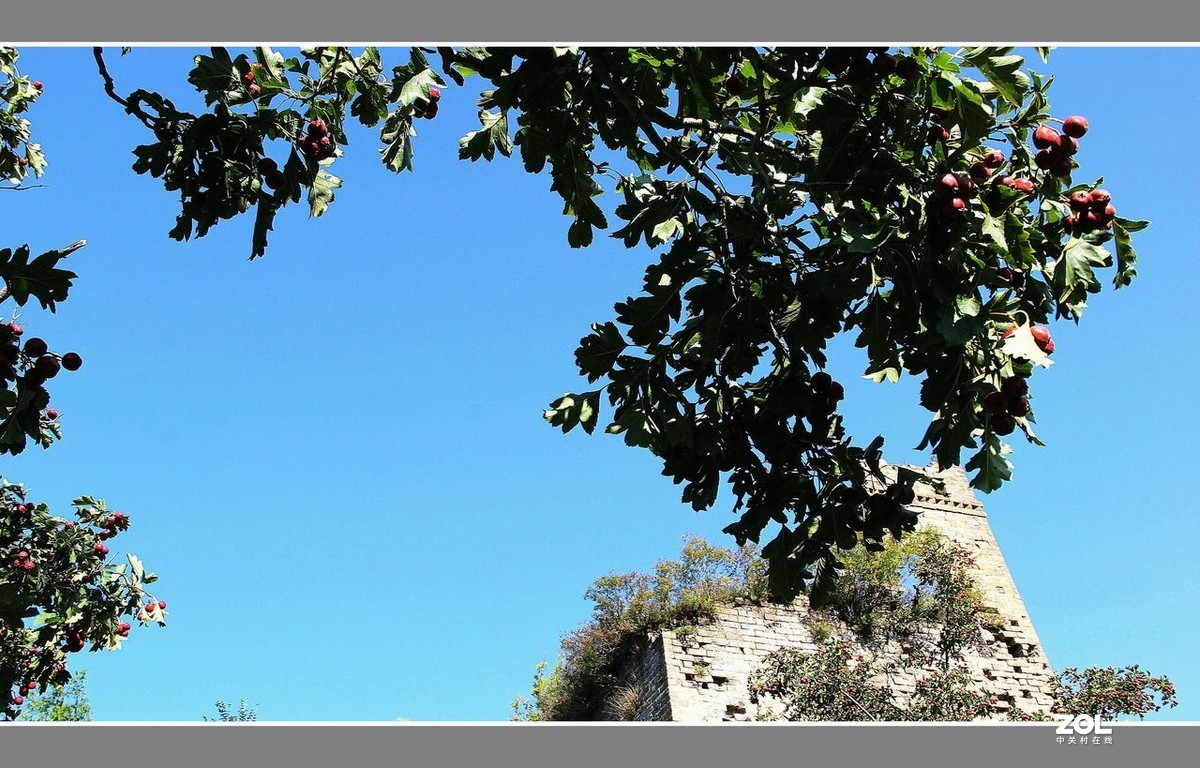 长城脚下“山里红”