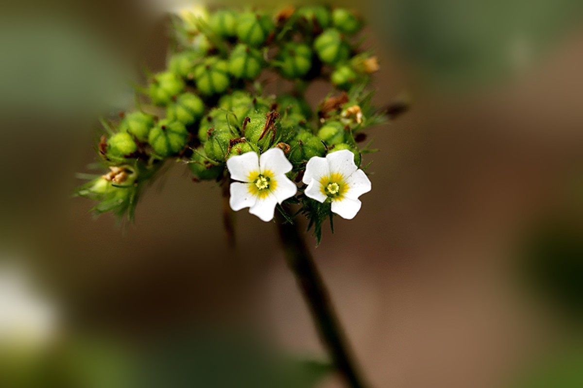 花松子午时花