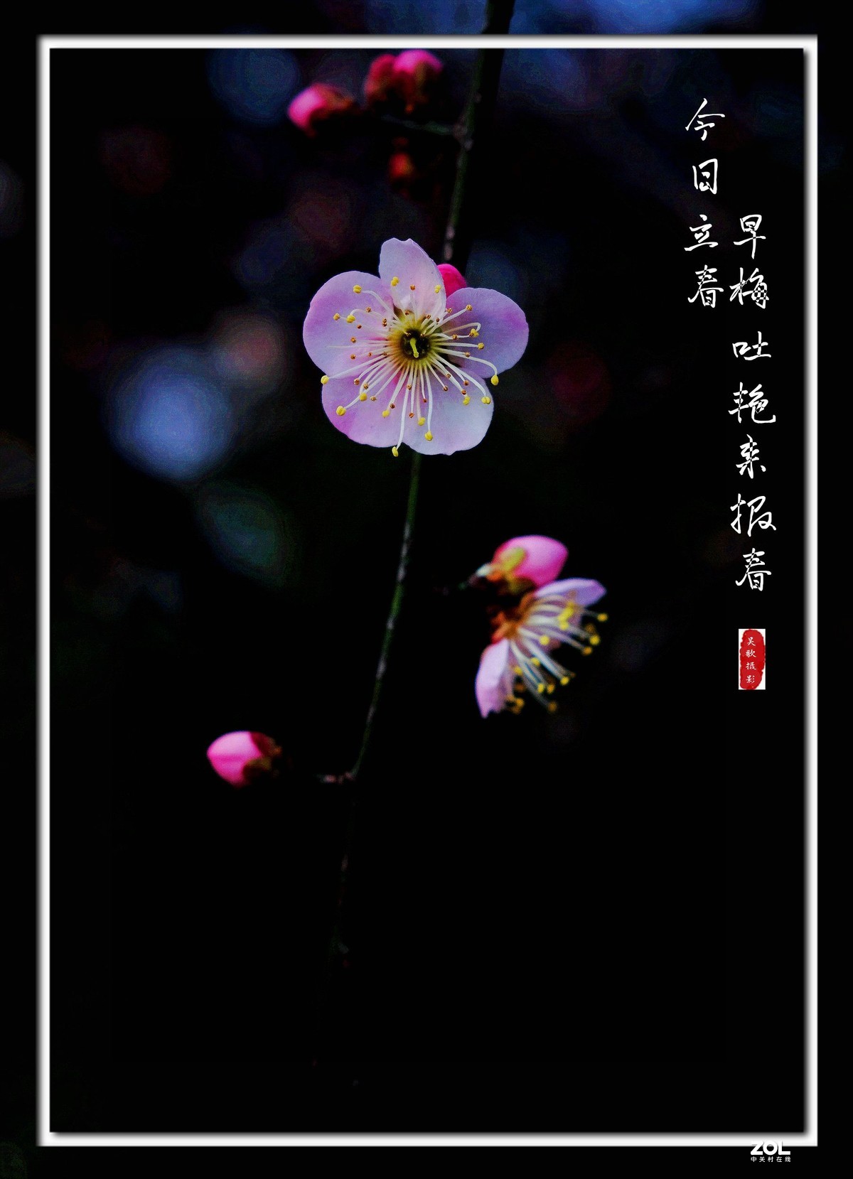今日立春∶早梅吐艳来报春。