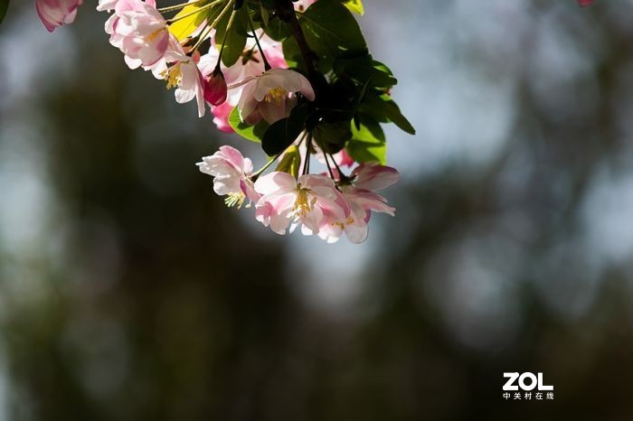 2021年大理道海棠花