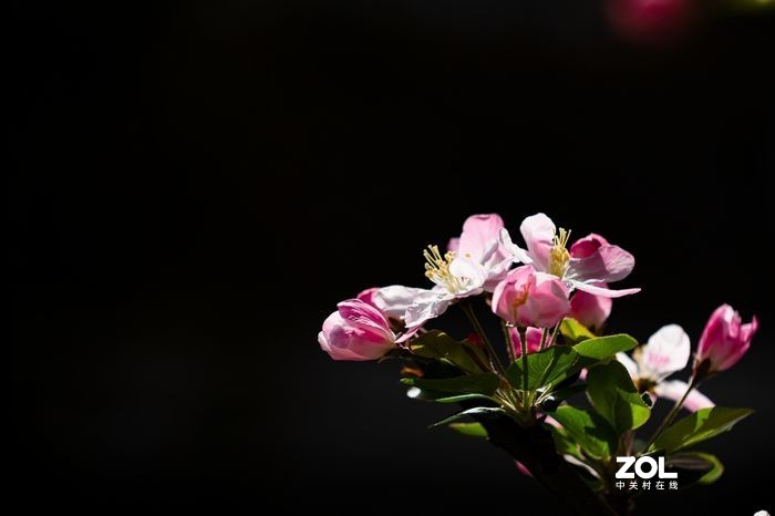 2021年大理道海棠花