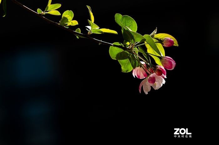 2021年大理道海棠花