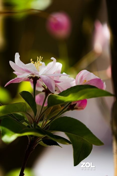 2021年大理道海棠花