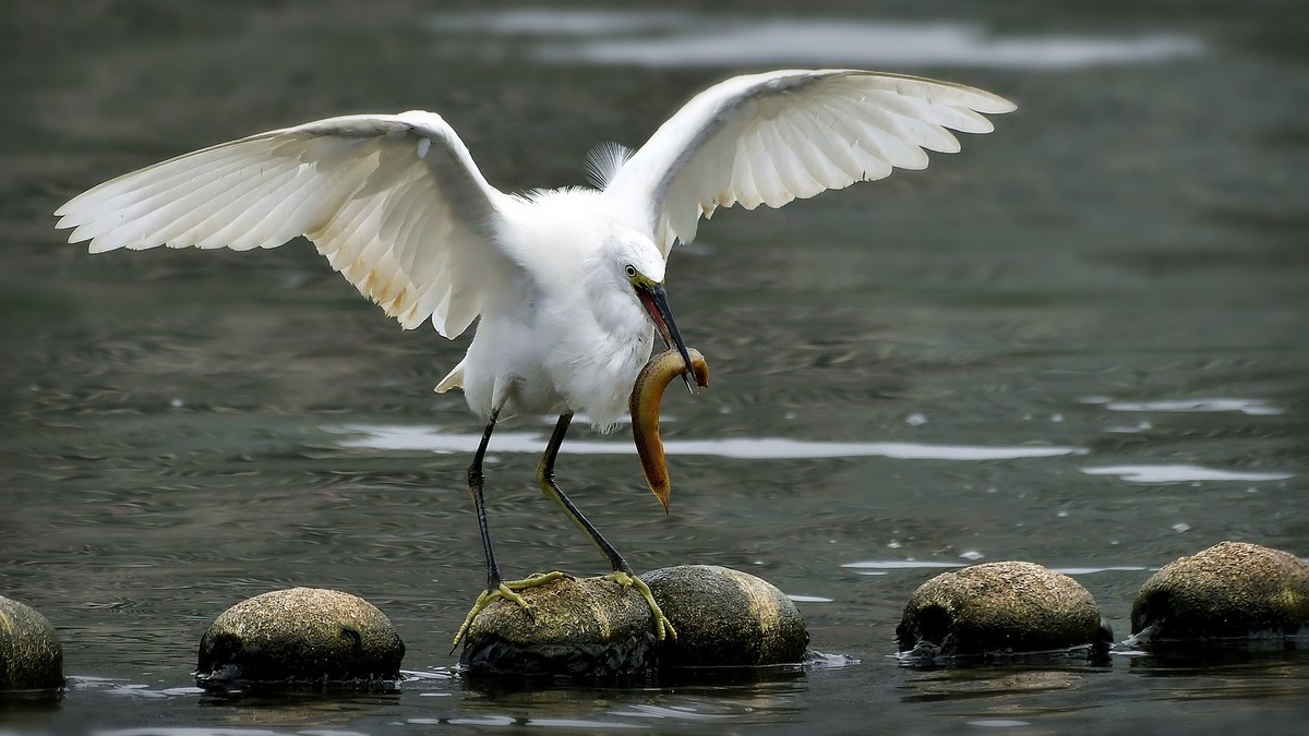 白鹭抓泥鳅