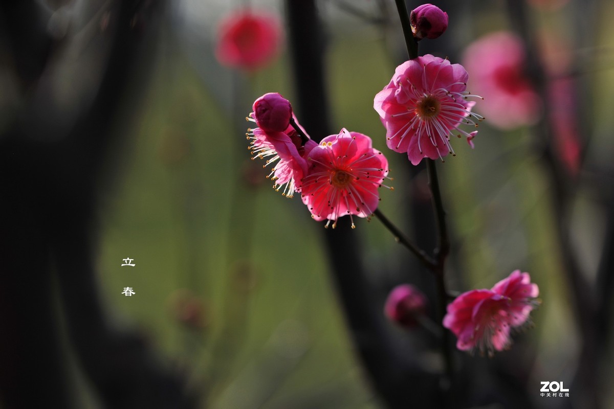 【高清图】今日立春-中关村在线摄影论坛