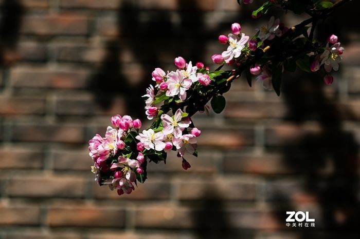 2021年大理道海棠花