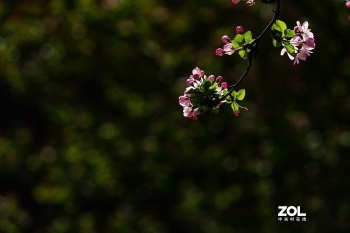 2021年大理道海棠花