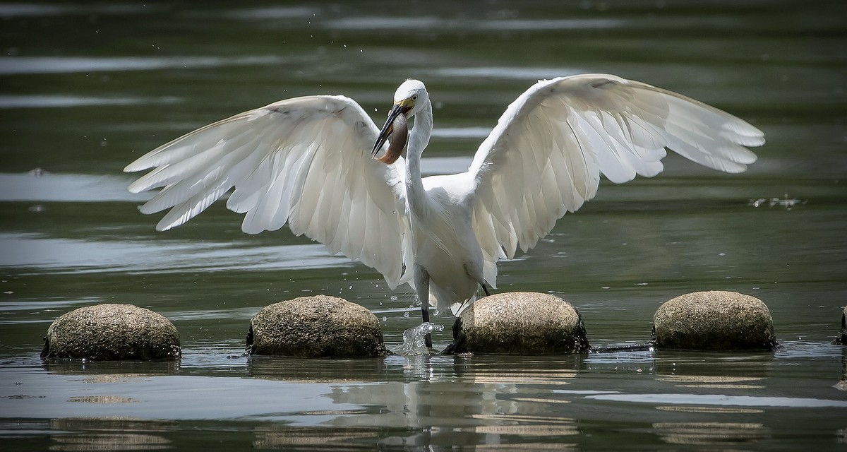 白鹭抓泥鳅