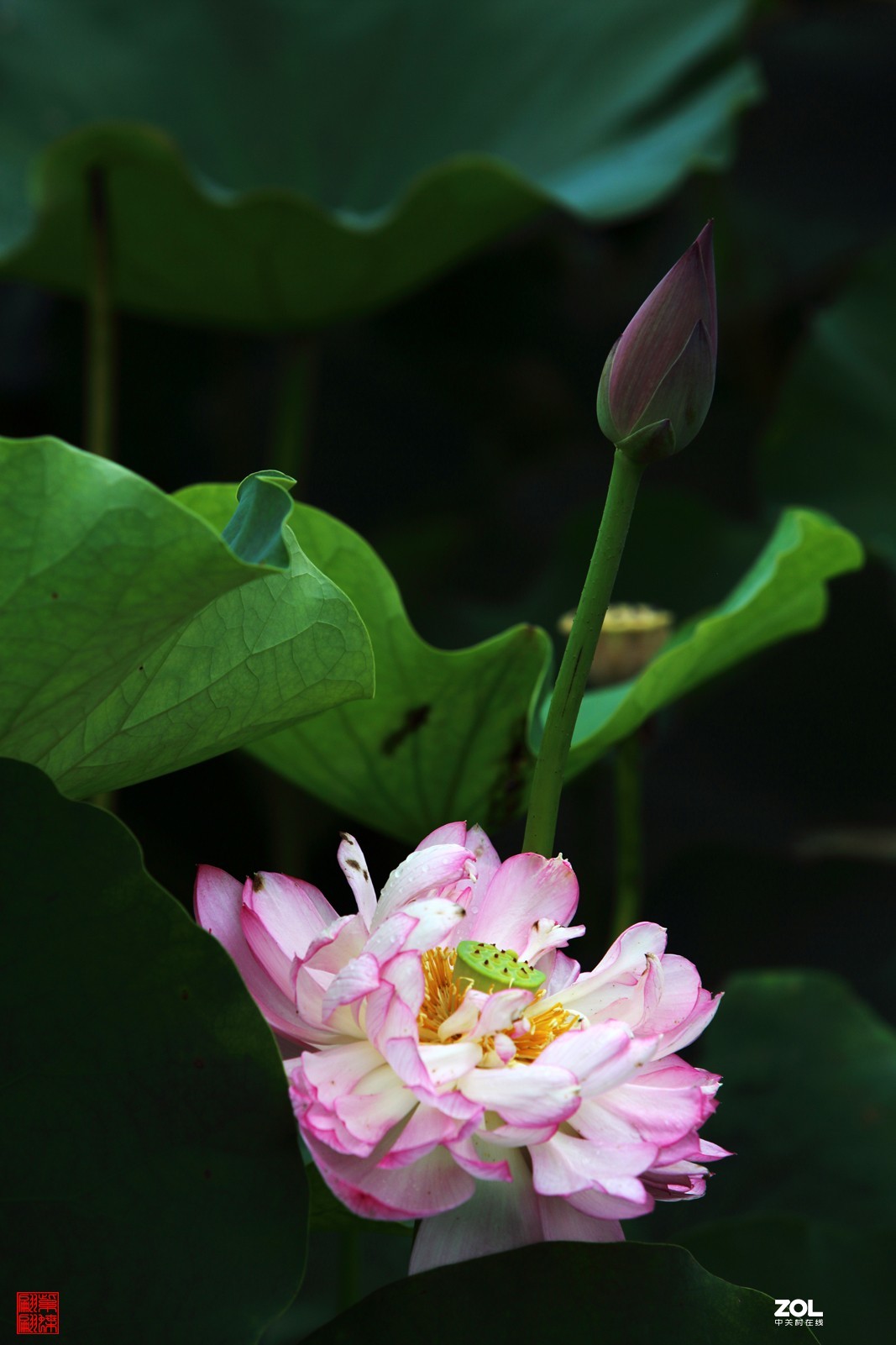 亭亭出水芙蓉淨八