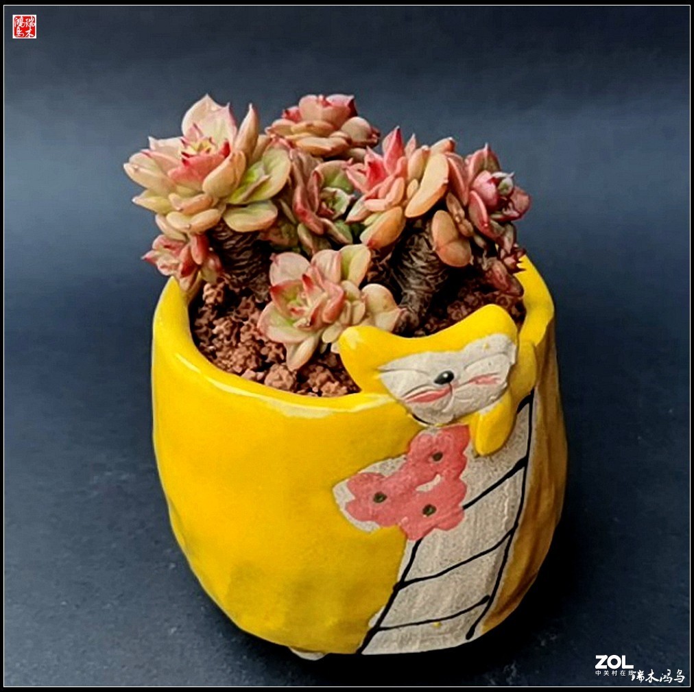 【迭花漫语】以花传情  品质生活