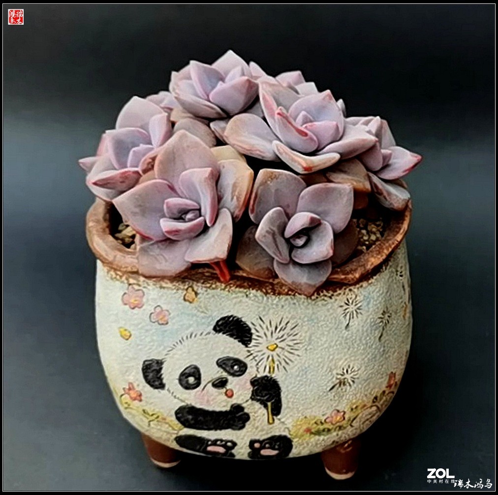 【迭花漫语】以花传情  品质生活