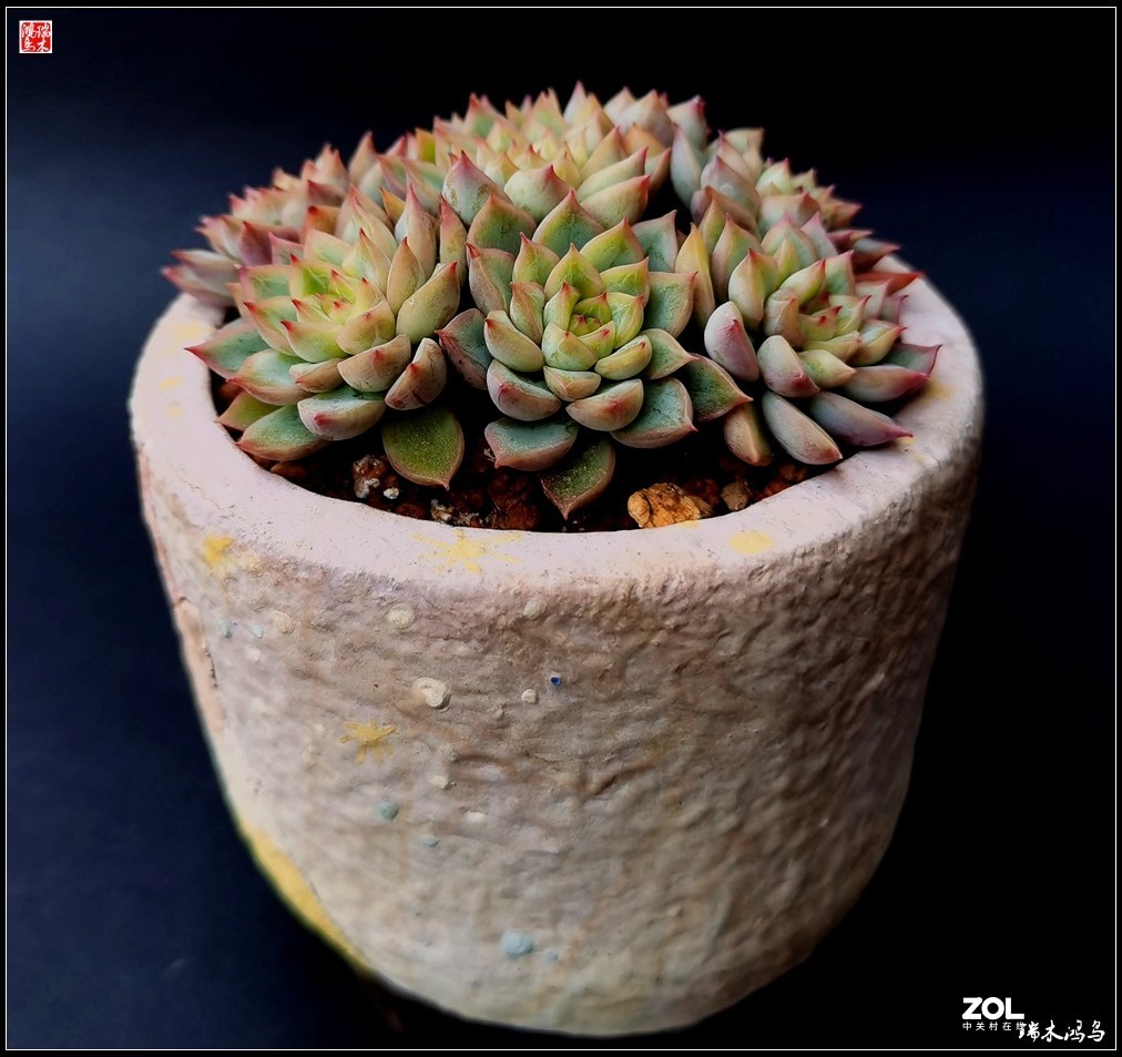 【迭花漫语】以花传情  品质生活