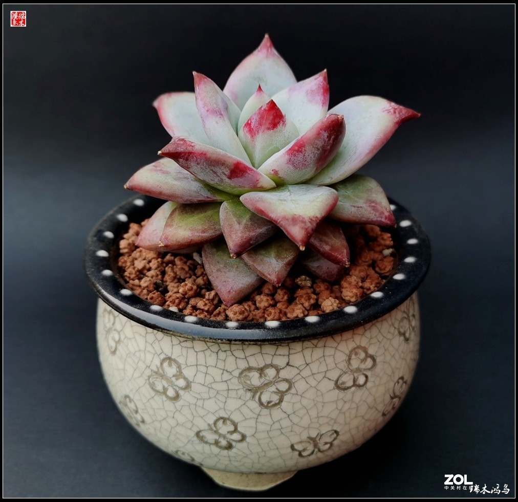 【迭花漫语】以花传情  品质生活