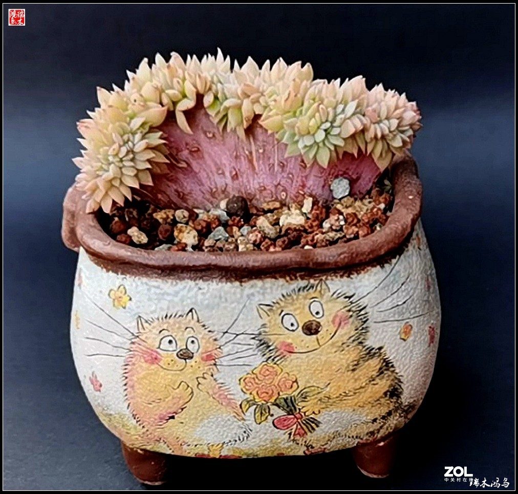 【迭花漫语】以花传情  品质生活