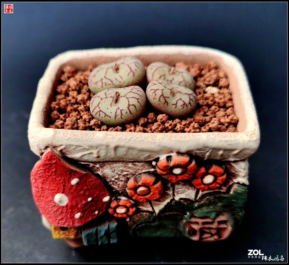 【迭花漫语】以花传情  品质生活