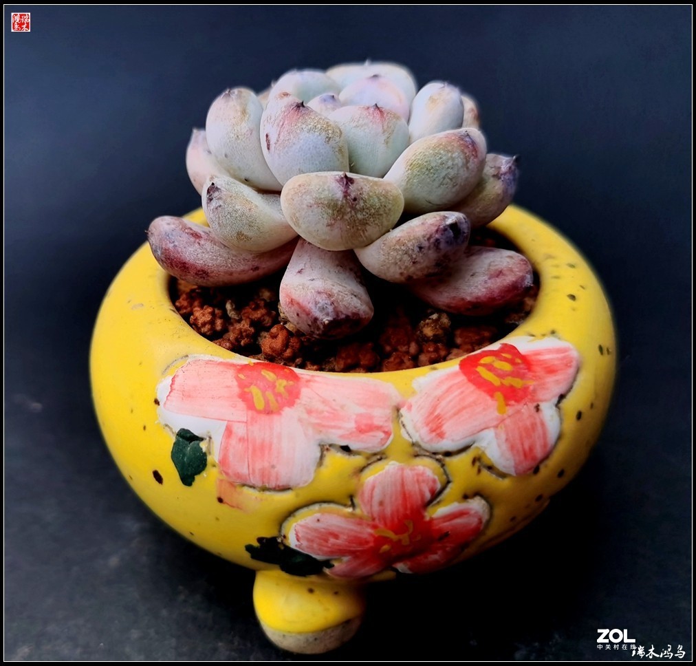 【迭花漫语】以花传情  品质生活