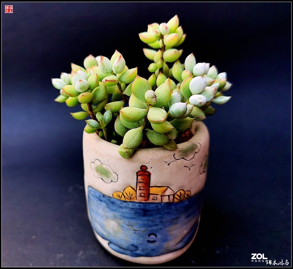 【迭花漫语】以花传情  品质生活