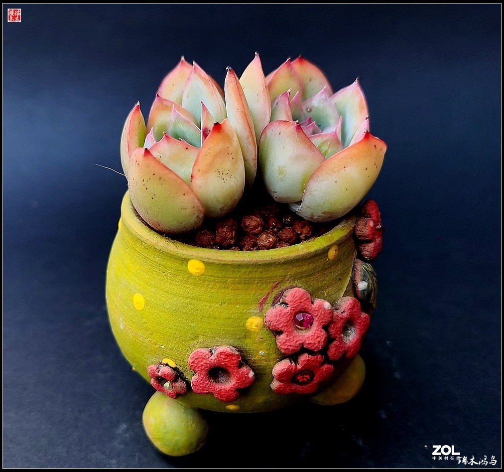 【迭花漫语】以花传情  品质生活